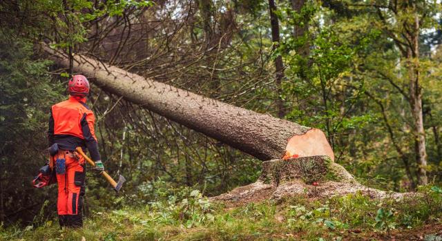 Accidentes de trabajo que se producen en el campo en el seno de una contrata. Recargo de prestaciones. Cuando la actividad no requiere de coordinación empresarial no cabe responsabilidad solidaria de la empresa principal. Imagen de un leñador en un bosque cortando un árbol